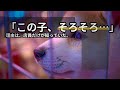 処分まで30日。誰にも選ばれない子犬と、人生を失くした女性