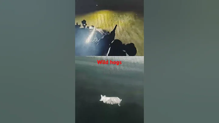 Killing wild pigs hogs hunting in the US world record number killed in less than 30 seconds AMAZING