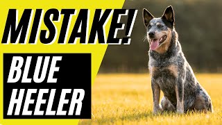 7 Blue Heeler Mistakes To Avoid Australian Cattle Dog Mistakes