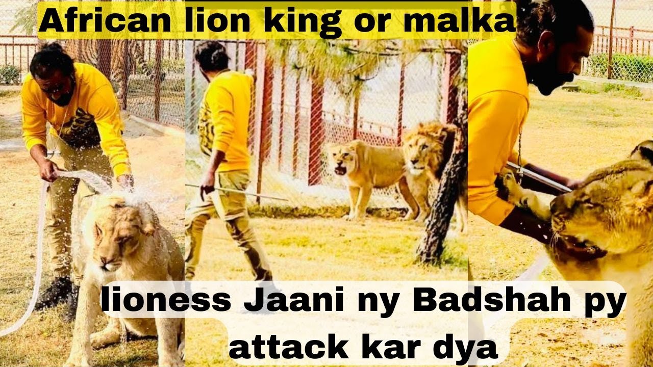 african-lions-ko-shower-karaya-king-or-malka-aggressive-jaani-ny