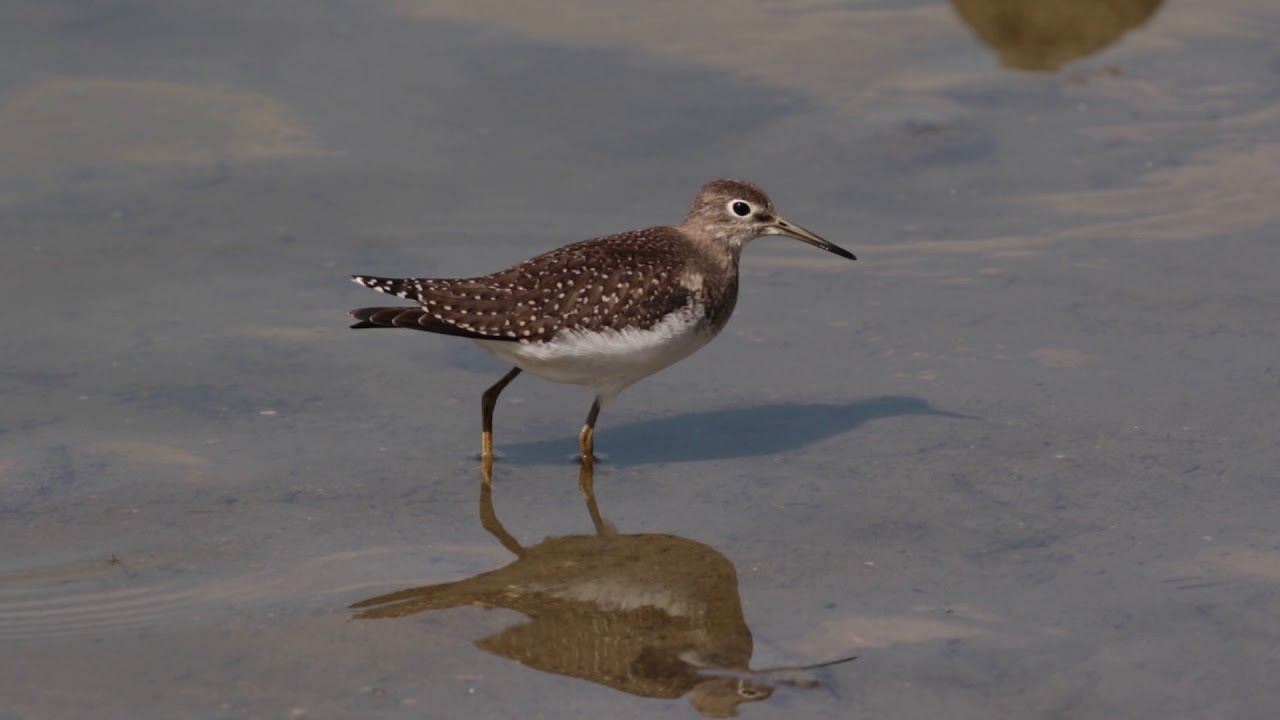 Solitary Sandpiper 