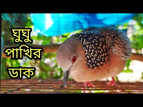 ❤️🔥❤️🔥ঘুঘু পাখির ডাক/Dove bird calls/gugu pakir dak/ dove trap sounds/পাখির ডাক#bmmedia1