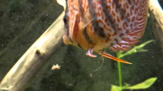 Digestion Issue Or Hex