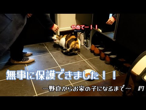 【保護猫】ついに野良ねこさんを保護！上手く捕まえられるのか！？【保護までの道のり　なつくまで】