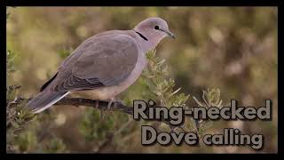 RING-NECKED DOVE calling with closed beak