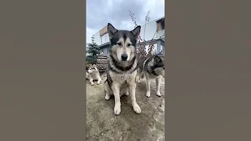 ВАУ😳 ПЕРЕВОДЧИК ДЛЯ СОБАК