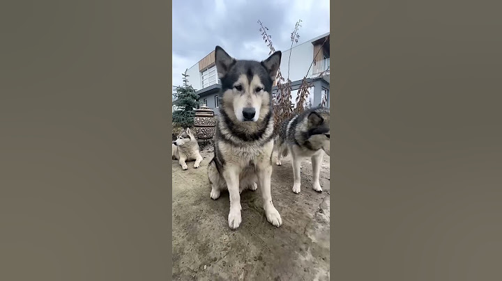 ВАУ😳 ПЕРЕВОДЧИК ДЛЯ СОБАК