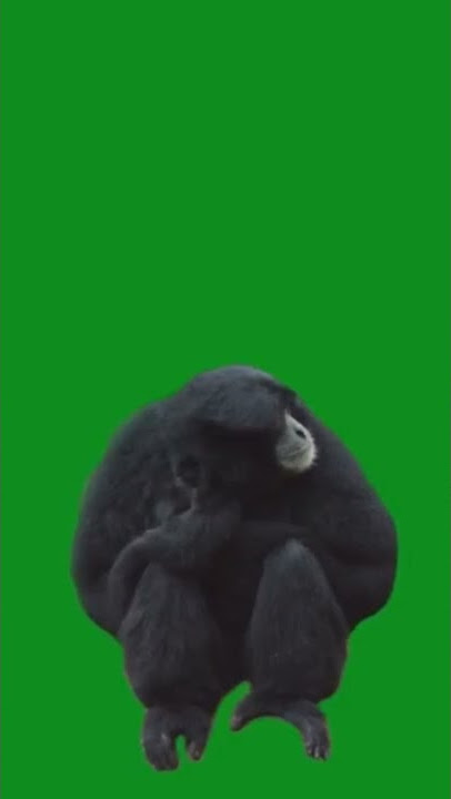 monkey green screen video#viralvideo #shorts