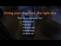 How to properly give your dog food