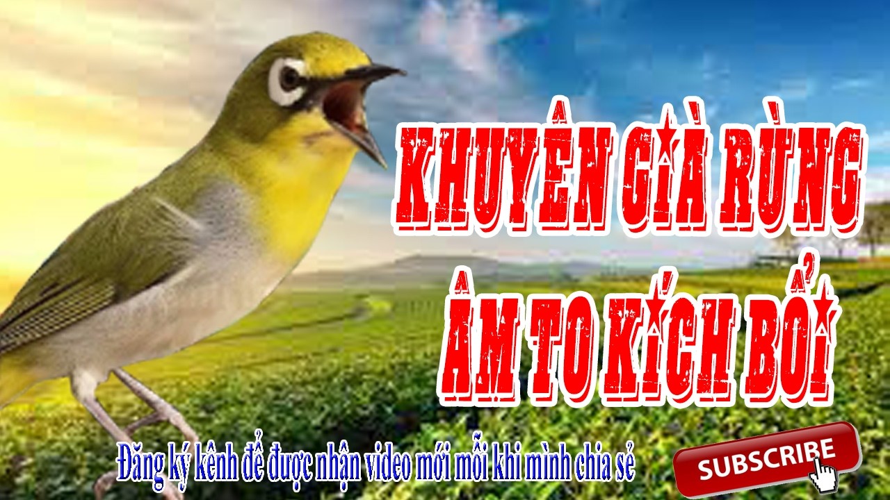 Chim vành khuyên mồi kích bổi hót theo cực hiệu quả l Vành Khuyên líu