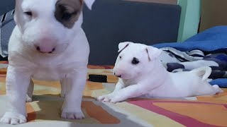 Bull Terrier 30 Días De Nacidos - Como Es El Crecimiento De Un Bull Terrier