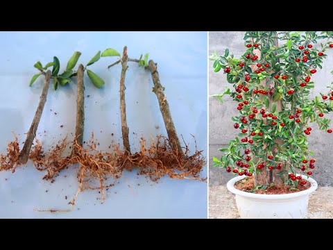 Video: Acerola Tree Care: cómo cultivar cerezos de Barbados