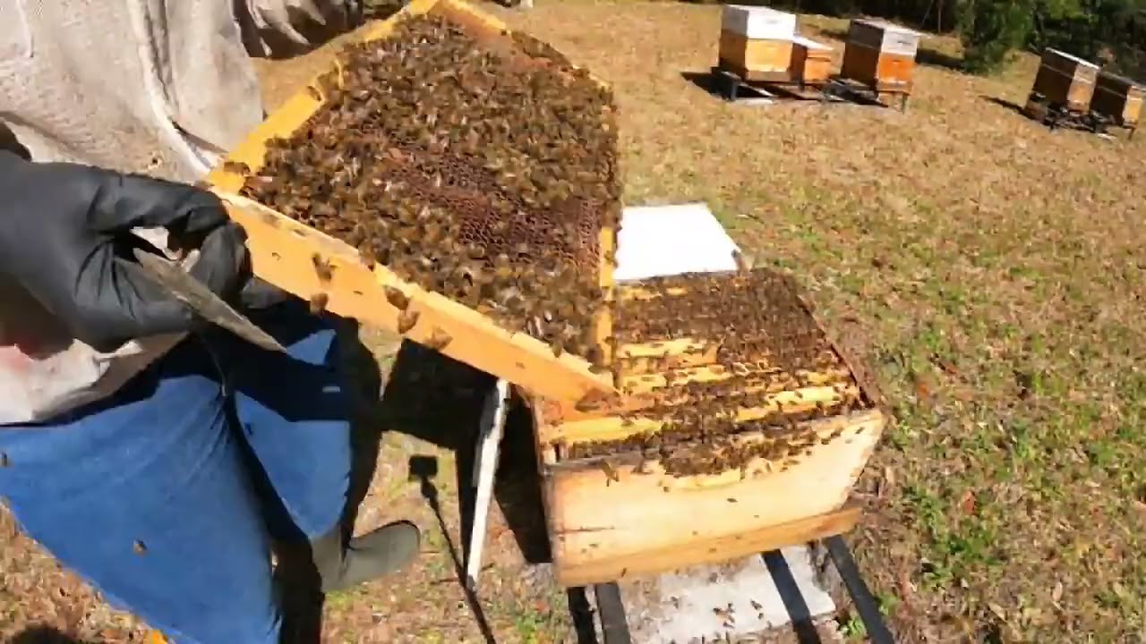 2026 02 22 C's Honey Bees - Mother Natures mood changed to bright and sunny