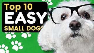 Top 10 Easy Small Dog Breeds That Are Great for Seniors - Dogs 101 by Animal Facts 998 views 2 months ago 5 minutes, 32 seconds