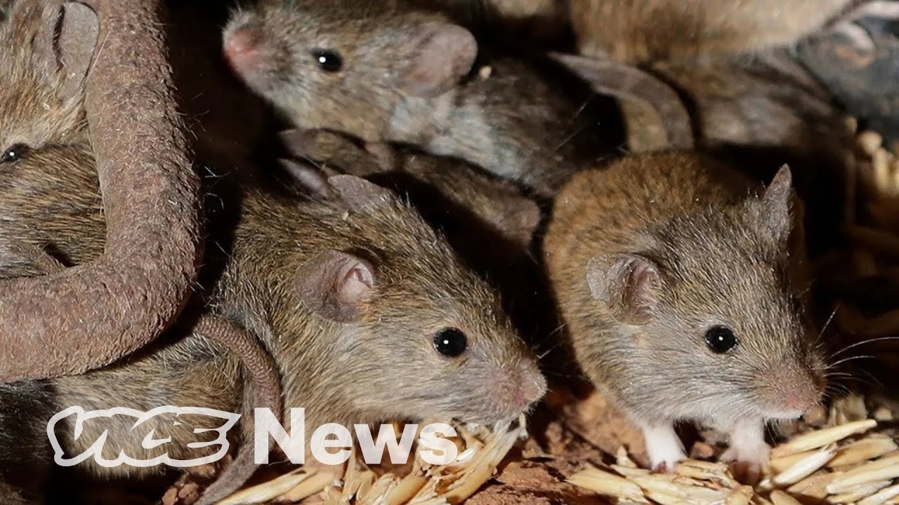 Millions Of Mice Are Terrorizing Australia