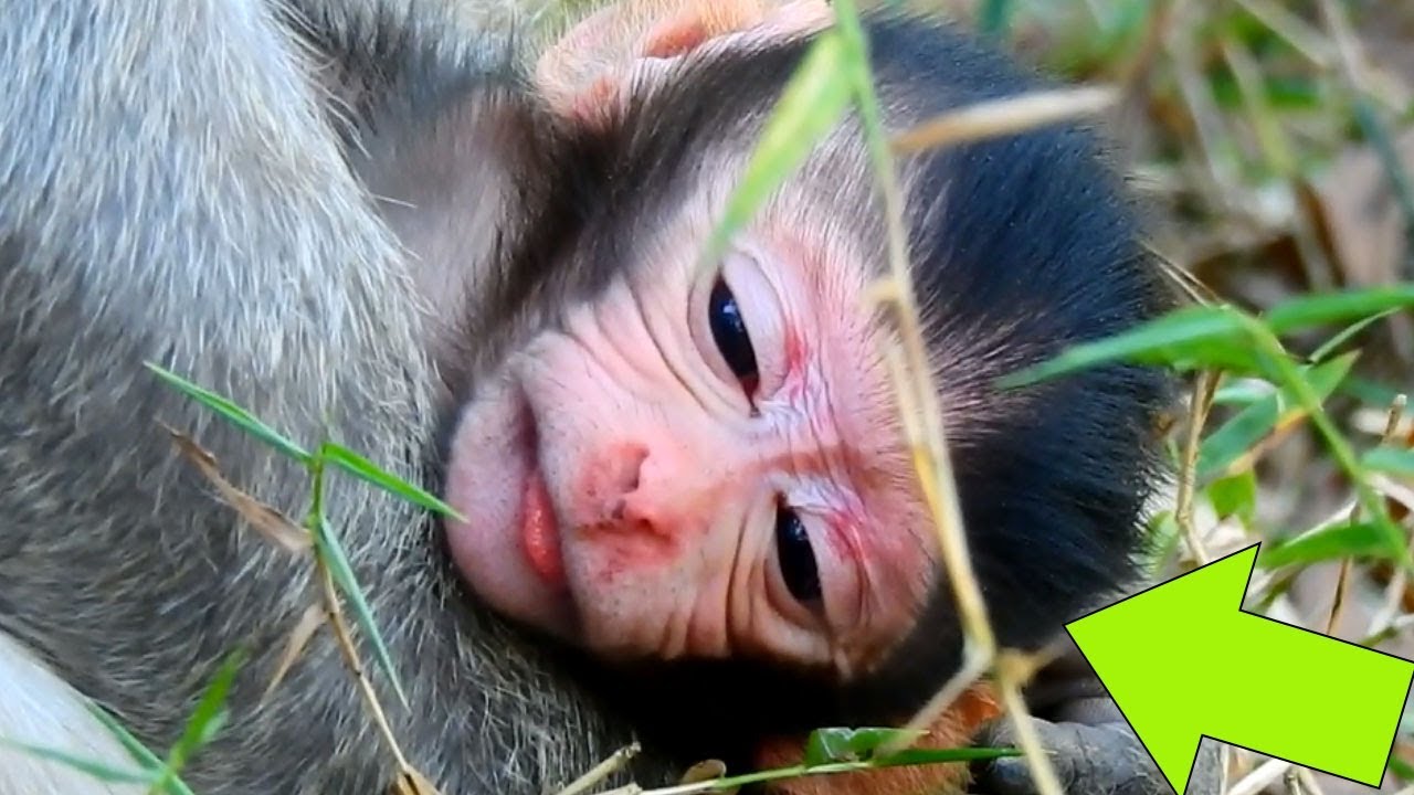 Welcome To New Born Baby Monkey This Morning ! 18th Feb,2018 In Cabzillar Group| Cute Baby  Monkey