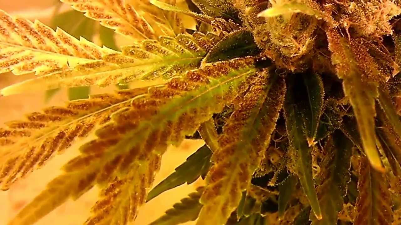 Day 60 Flower- FINAL VIDEO Eastcoast Sour Diesel (superman cut); Animal Cookies