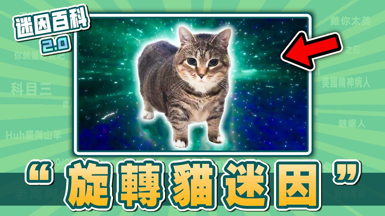 Cat meme 中文 (94) 사진