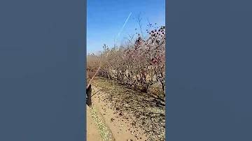 Knock On The Jujube Tree To Collect Jujubes 