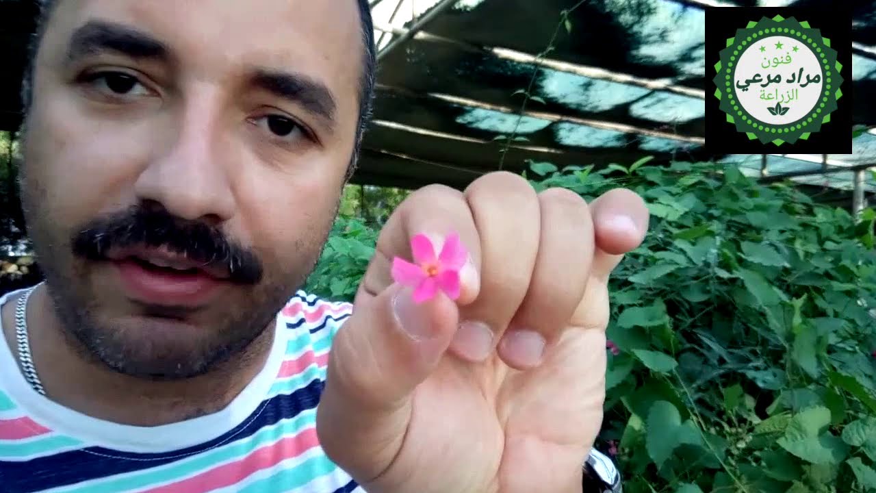 متسلق مزهر لمنزلك لحديقتك طرق تكاثر ورعاية  Antigonon