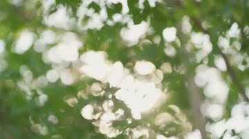 Add Background Music to Videos/Designs | React Audio Player MERN