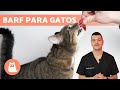 ¿Cómo hacer COMIDA BARF para GATOS? 🐱🥩 (Ejemplos de Recetas)