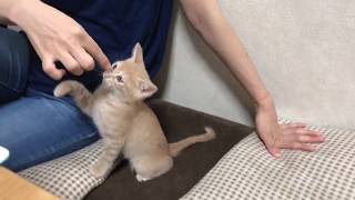 You can touch her nose, but not this kitten's back!