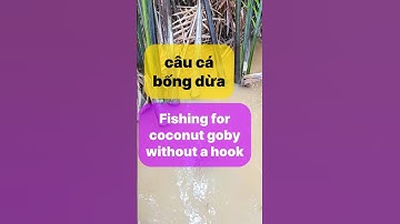 FISHING for coconut goby WITHOUT a HOOK