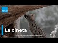 La GINETA, una ESPECIE viajera muy parecida a los FELINOS