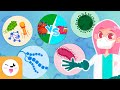 Microorganisms  compilation  bacteria viruses and fungi  explanation for kids