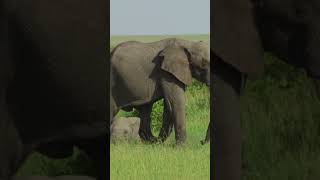 El animal terrestre mas grande del mundo.       #shorts #viral #video #animales #youtube #fyp #fypシ