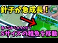 メダカ針子が急成長！稚魚専用グリーンウォーター（生クロレラ原液）飼育水容器を立ち上げてSサイズ２センチの稚魚を移します！【共食い防止】夜桜.オロチ！安らぎAQUAちゃんねる