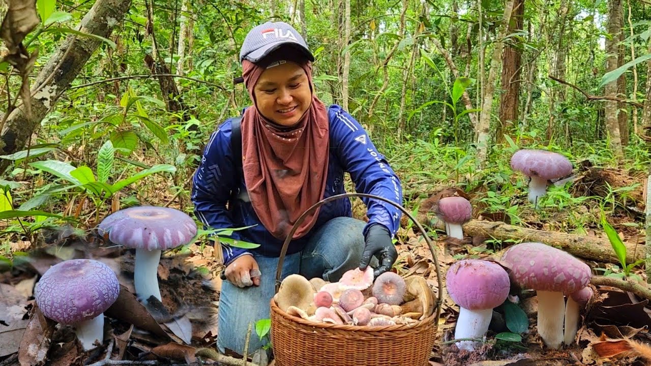 ป๊าดด....เก็บเห็ดหมานคักเต็มตะกร้ามีแต่ดอกตูมๆงามๆ