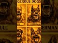 World's Most Dangerous Dogs! 😱🔥 #Shorts#animals #dogs #edit #shortvideo #viral
