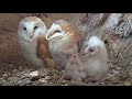 Barn Owl Chicks' First Days | Nutmeg 🐥 & Thyme 🐤 Turn into Fluffy Owlets 🦉