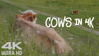Mountain Cows 4K ASMR - Cowbell Sounds - Relaxing Animals & Nature Video