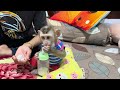 Baby monkey Boyboy