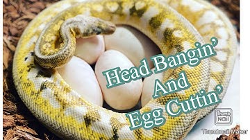 2020 BALL PYTHON EGG CUTTING