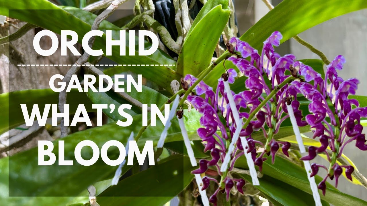 WHAT'S IN BLOOM SA AKING ORCHID GARDEN/COLLECTION | Mikel Awitan