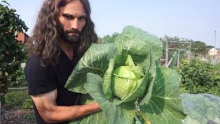 How to grow early Summer cabbage. Sow to harvest