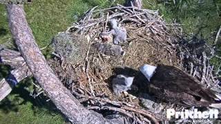 SWFL Eagles ~ CROW returns E8 to the nest; Welcome home! 2 12 16