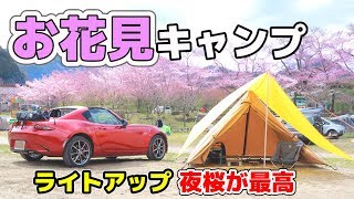 夫婦でお花見キャンプ！
