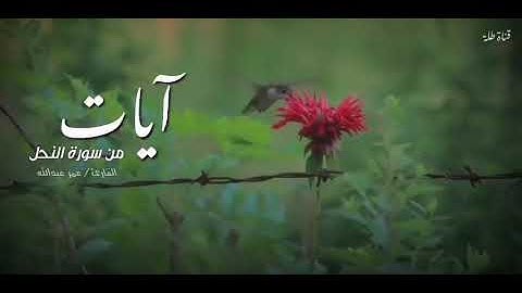 القارئ عمر عبدالله بشک ژ سورتا ( النحل )