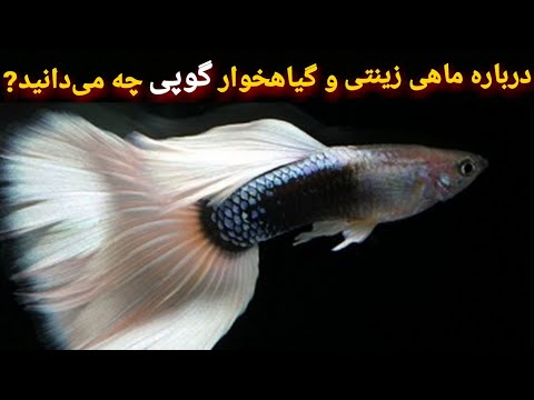 تصویری: Platidoras راه راه: نگهداری، مراقبت و تولید مثل