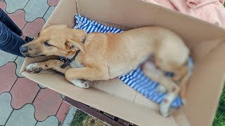 Спасаем щенка сбила машина Перелом задних лап Что нужно делать и как помочь ? Спасаем щенка сбила машина Перелом задних лап Что нужно делать и как помочь ?