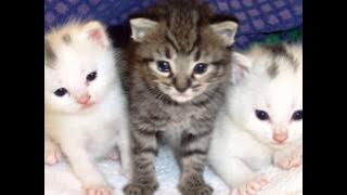 kisah hati-alyah with lyrics