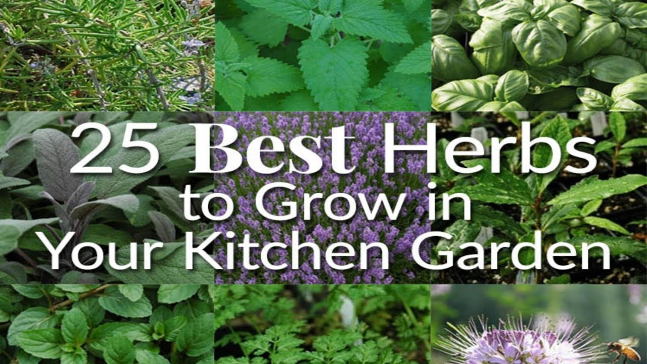25 Best Herbs to Grow in Your Kitchen Garden YouTube