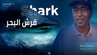 مع علي عبد المالك حلقه٧ الصيد وسمك القرشWith Ali Abdel Malek, episode 7 fishing and shark