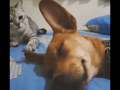 Video: Kā Iepazīstināt Suni Ar Kaķi