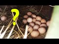 1 Haftalık Yumurta Zulasını Patlattık ! Ayam Cemani